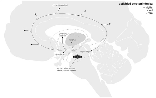 Sistema Serotoninergico