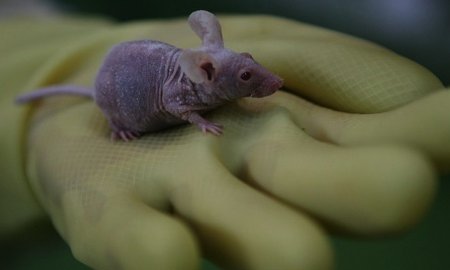 topo calvo topo calvo cellule staminali