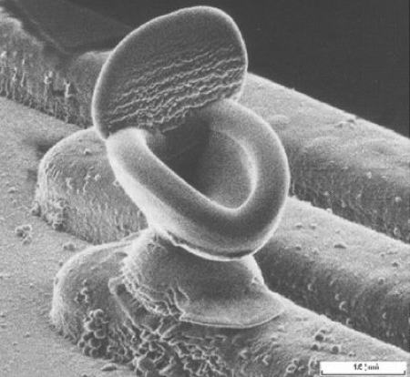 nanotecnologie foto bizzarra
