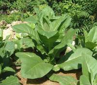 tabacco ogm vaccino