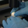 cervello_biologico_microscopio