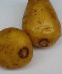 virus patate alzheimer