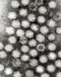 adenovirus associati terapia genica