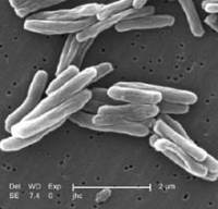 batteri tubercolosi