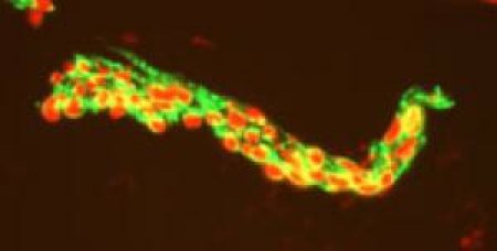 cellule polmonari cellule polmonari