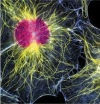 fibroblasti cellule staminali estetica