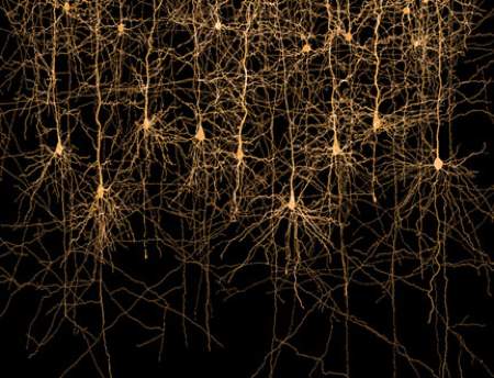 circuiti neurali neuroni logica