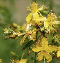 hypericum perforatum alzheimer