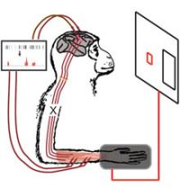 connessione neurale artificiale scimmia