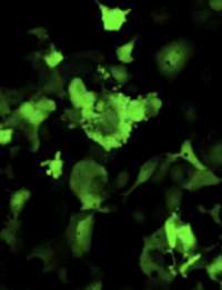 staminali plasmidi cellule
