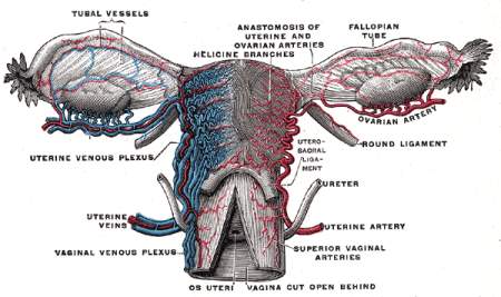utero anatomia gray