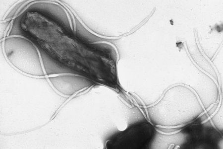 helicobacter pylori batteri
