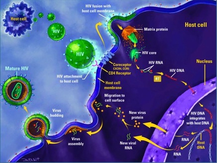 virus hiv