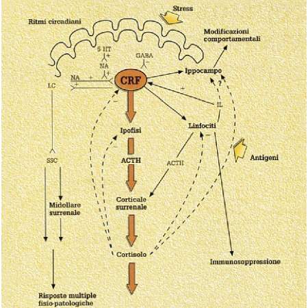 neuroendo