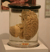 Cervello di Charles Babbage