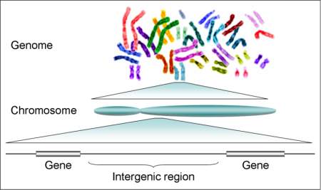 genoma umano