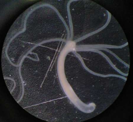 hydra hydra