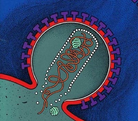 virus aids