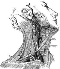 collo gray's anatomy