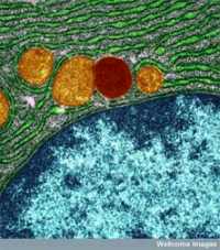 cellule pancreas