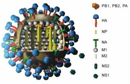 virus influenza a