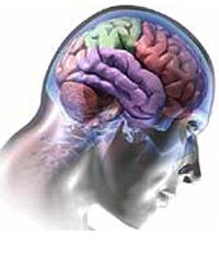 cervello memoria proteina