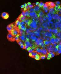 cellule staminali