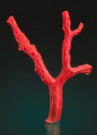 corallo