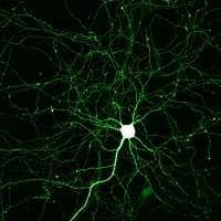 neurone