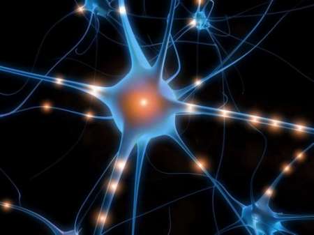 neurone cervello neurone
