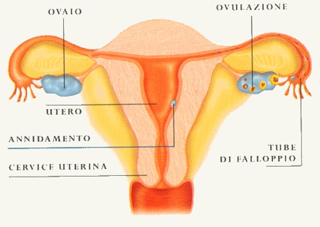 ovaio