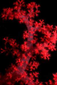 corallo