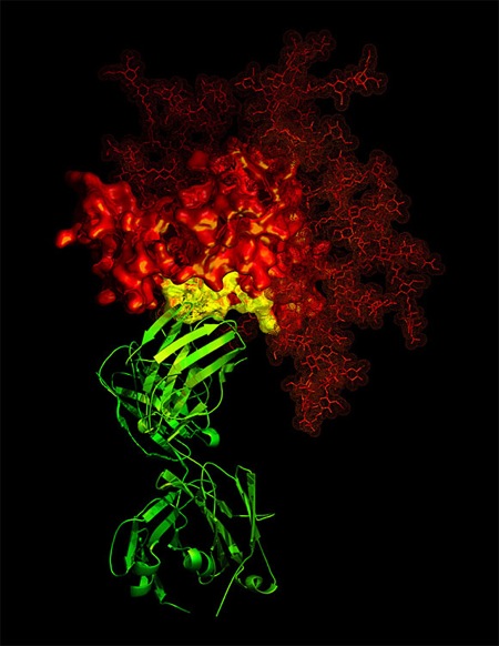 aids-virus_antibody