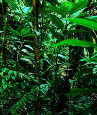 piante