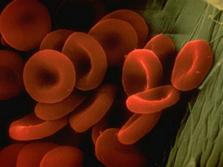 red-cells
