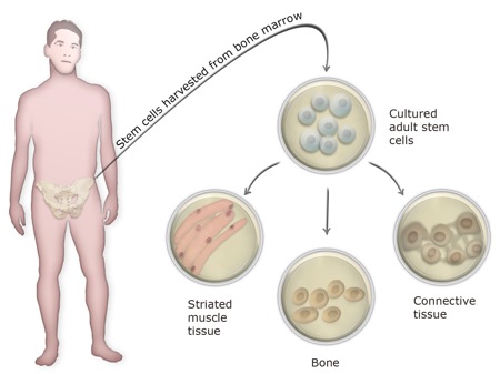 stemcells