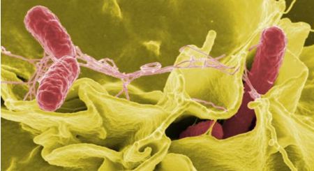 salmonella salmonella
