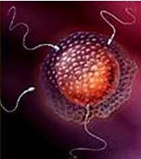 spermatozoi