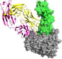 struttura hiv