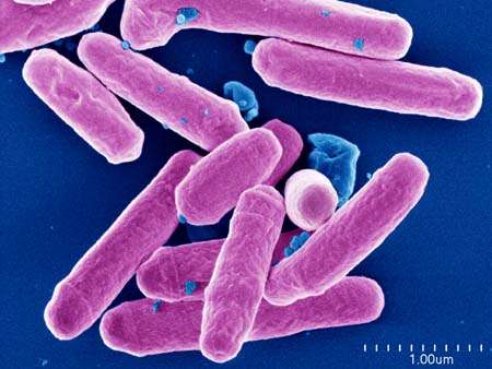 cellule